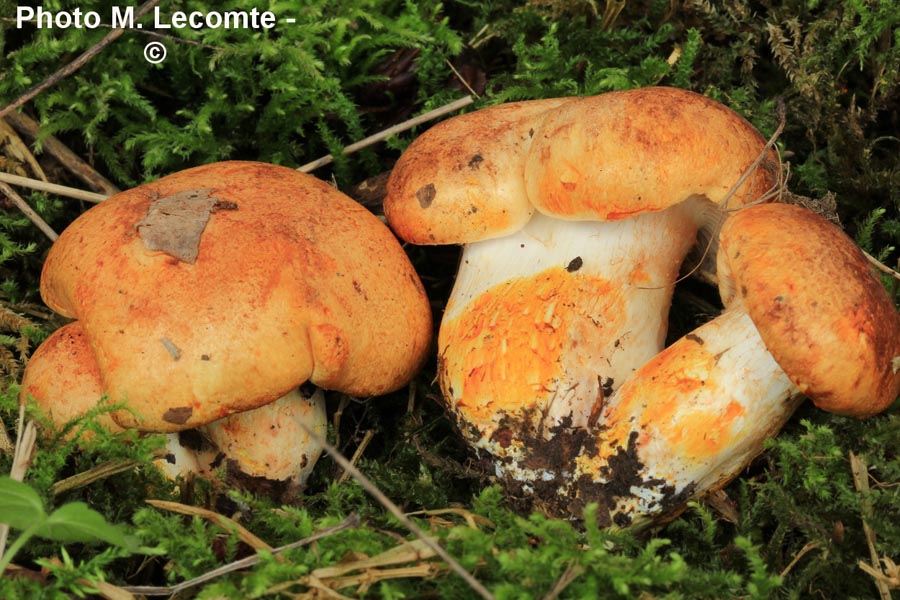 Cortinarius rubicundulus