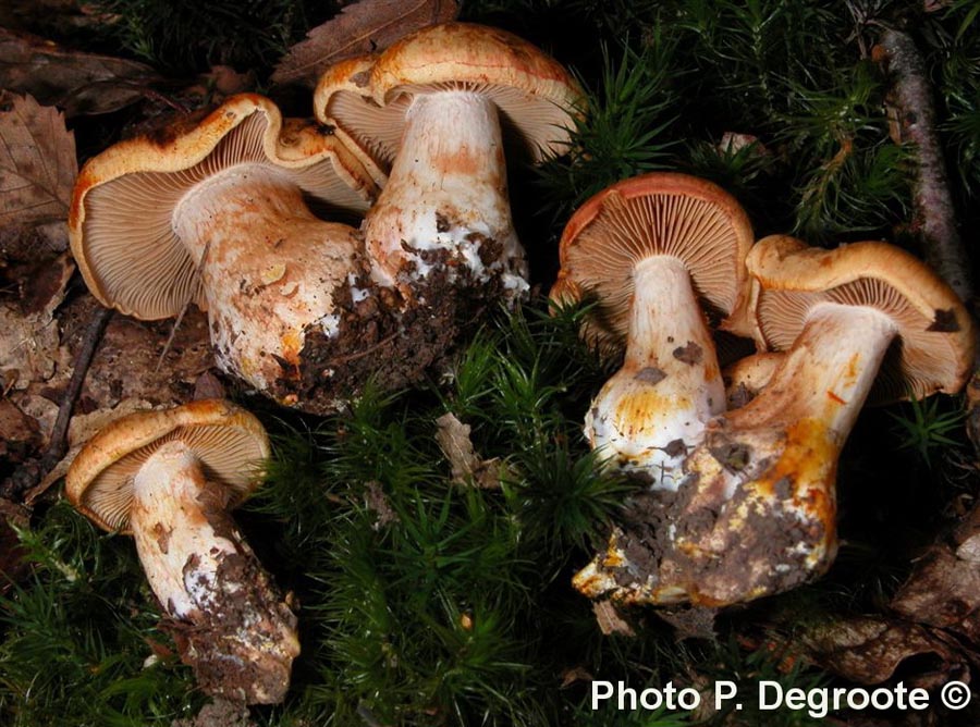 Cortinarius rubicundulus