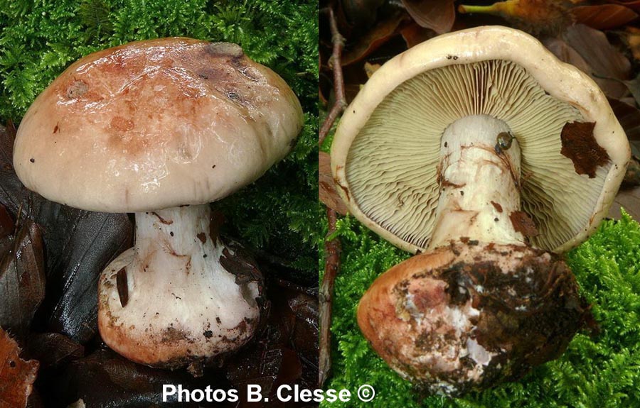 Cortinarius rufoolivaceus