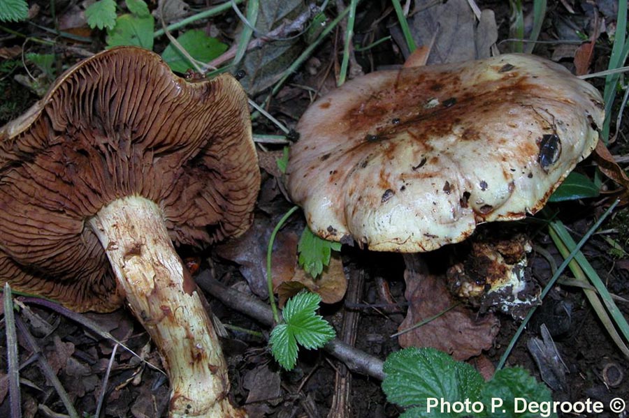 Cortinarius rufoolivaceus