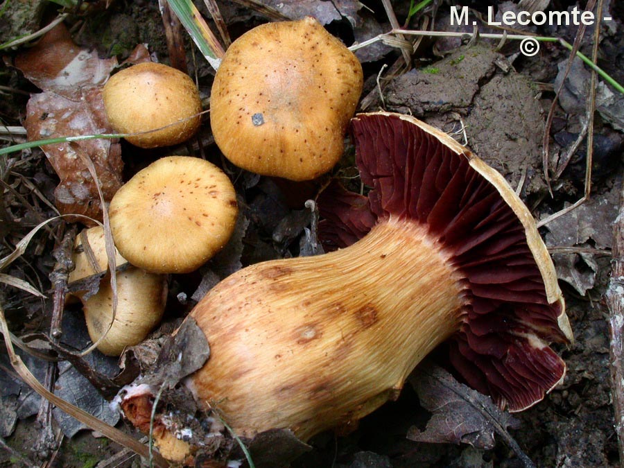 Cortinarius safranopes var. bulbosus