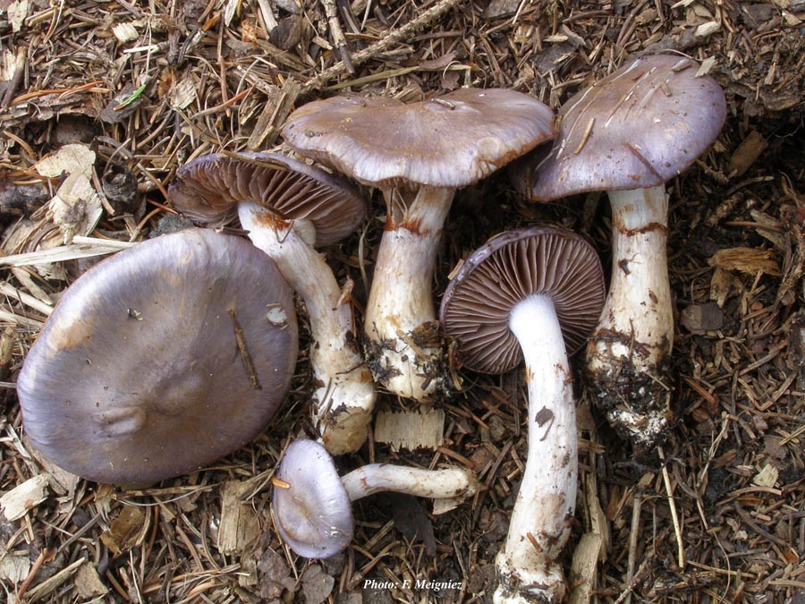 Cortinarius salor