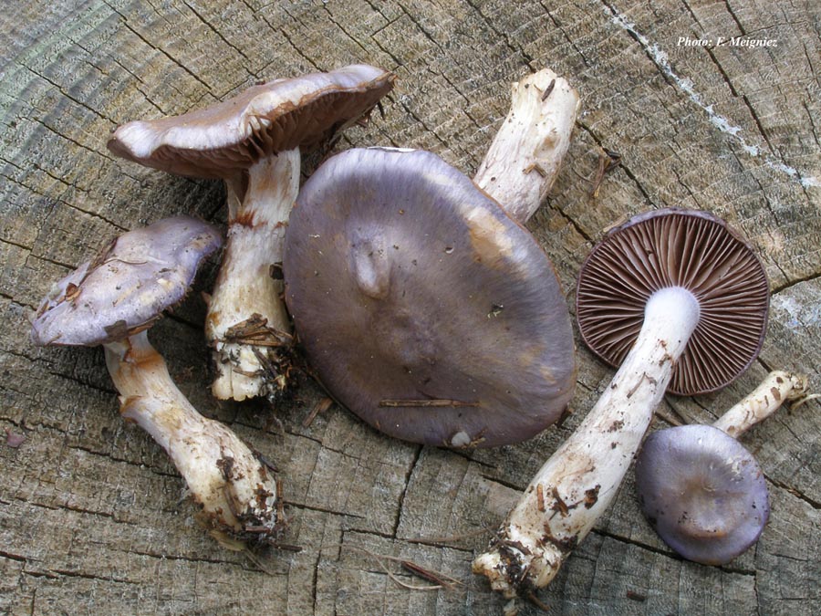 Cortinarius salor