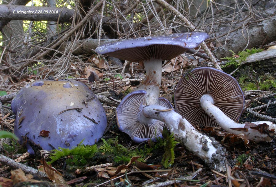 Cortinarius salor