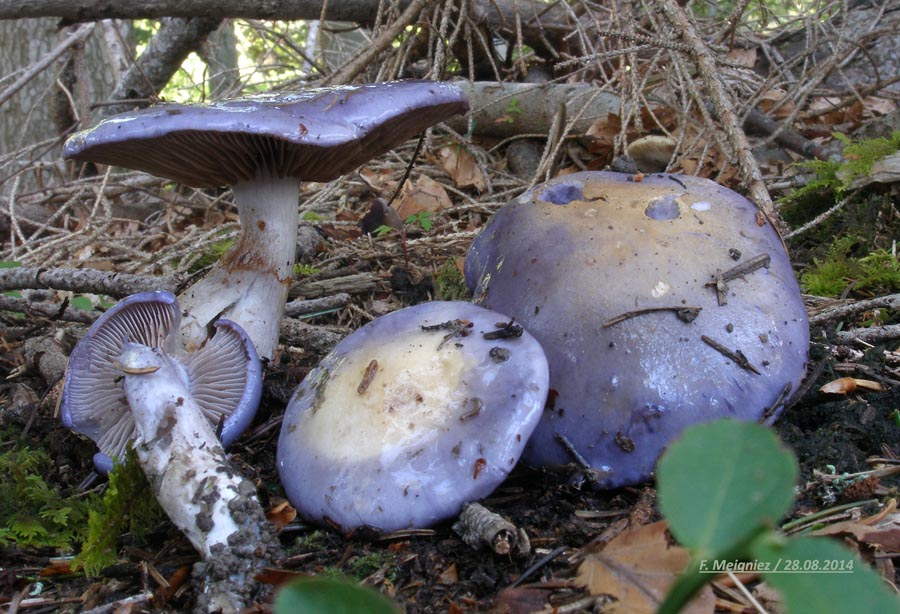 Cortinarius salor