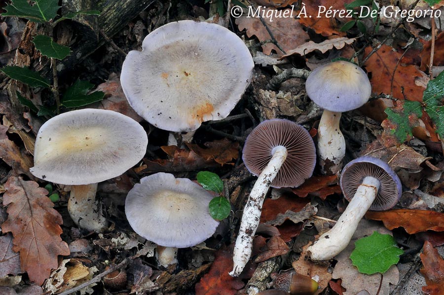 Cortinarius salor