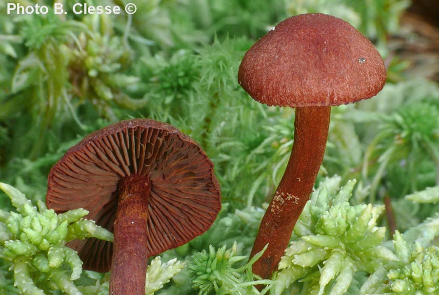 Cortinarius sanguineus