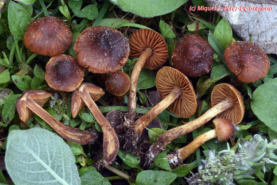 Cortinarius saniosus