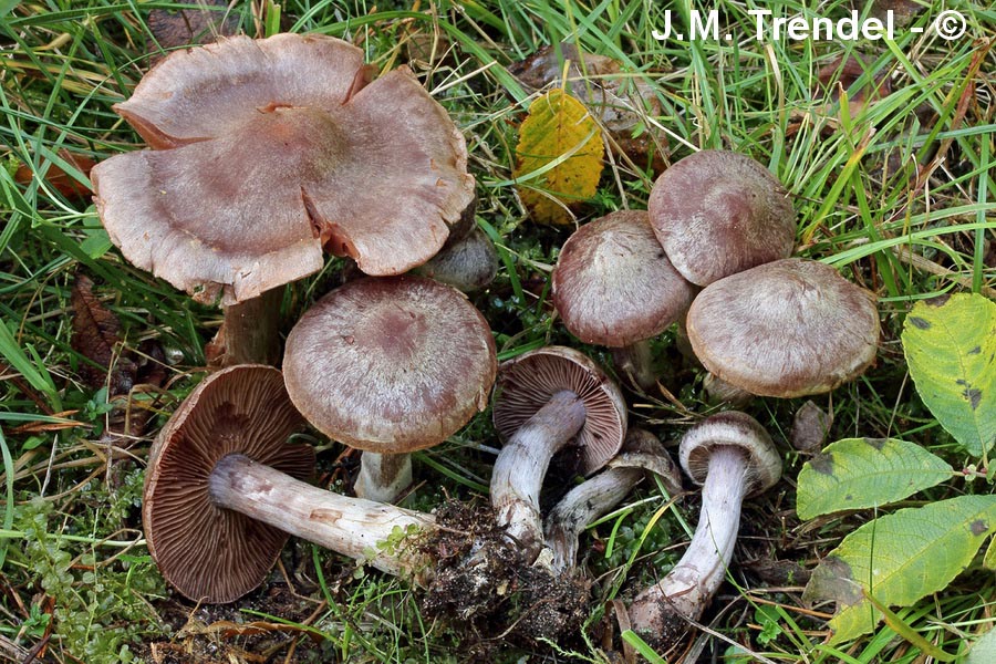 Cortinarius saturninus