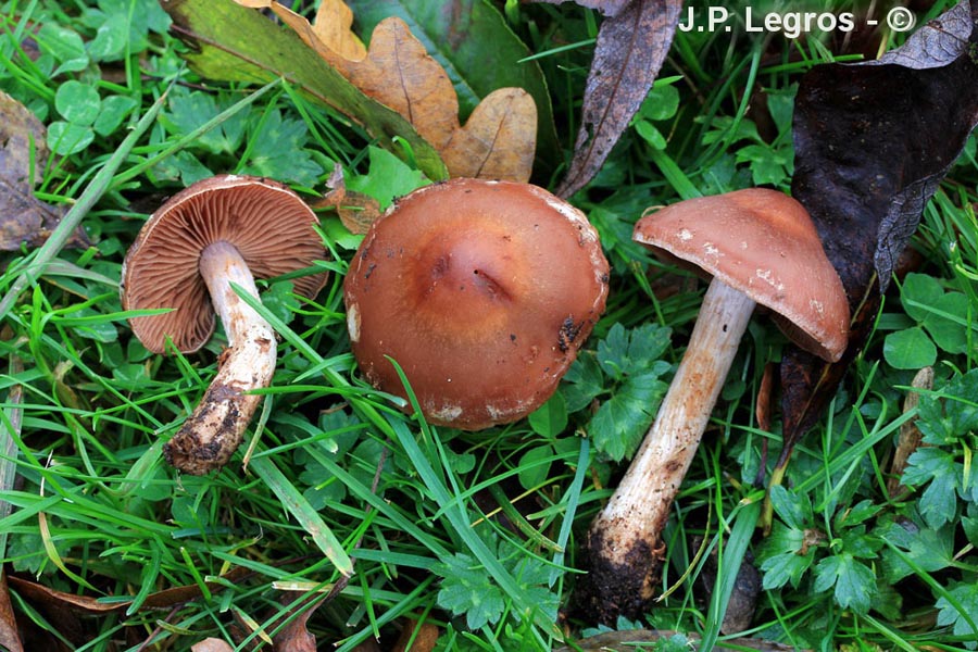 Cortinarius saturninus