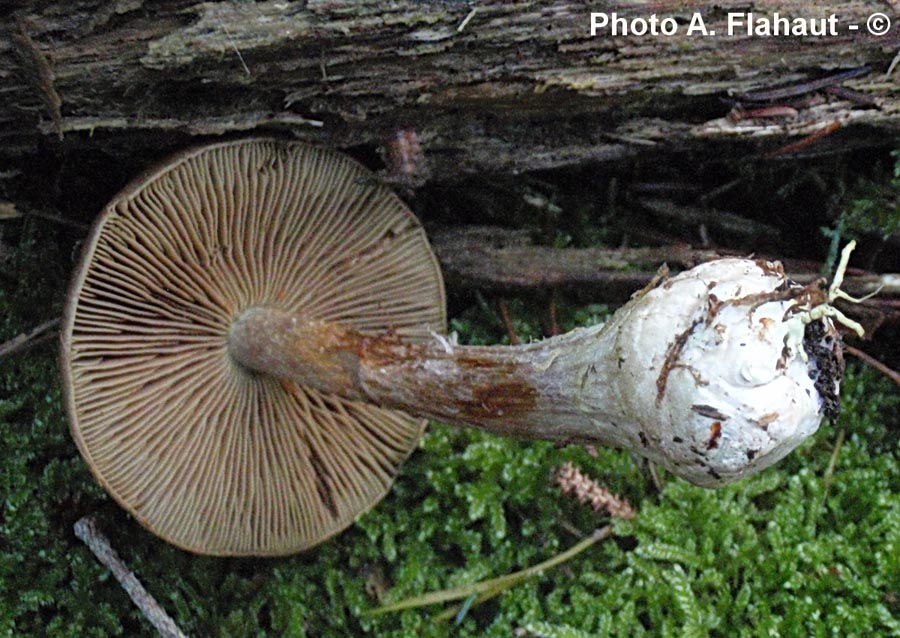 Cortinarius scaurus