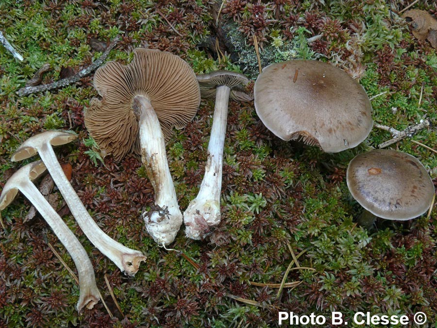 Cortinarius scaurus