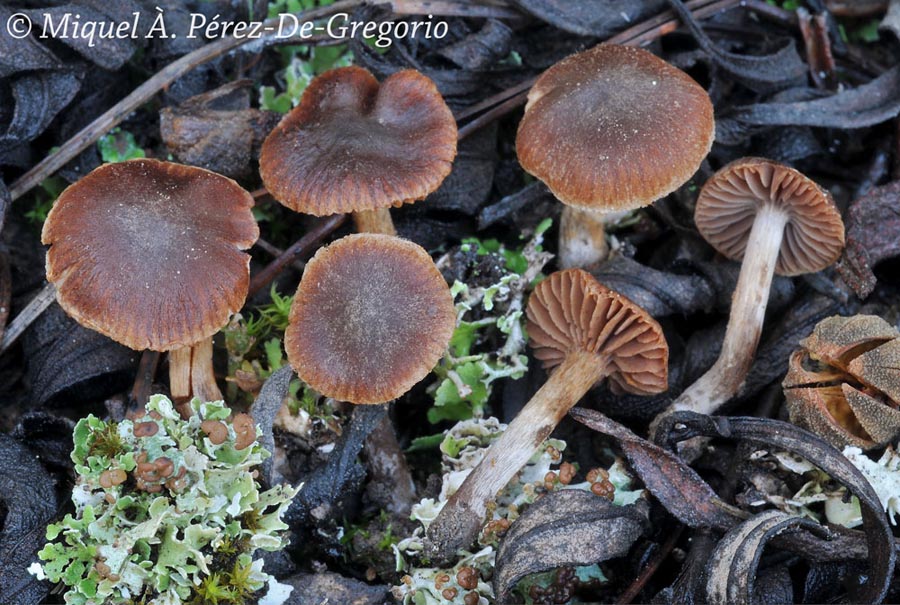 Cortinarius scobinaceus