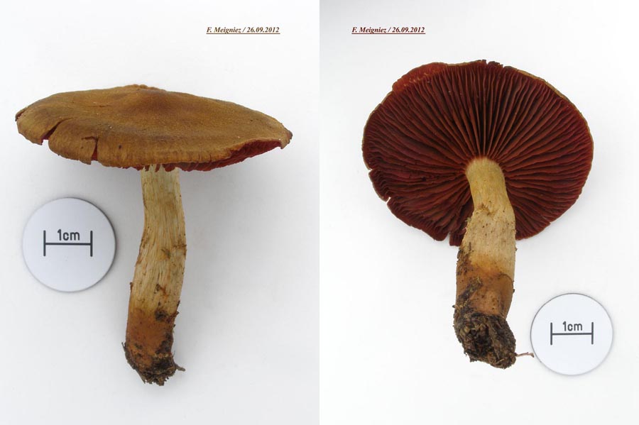 Cortinarius semisanguineus (Dermocybe semisanguineus)