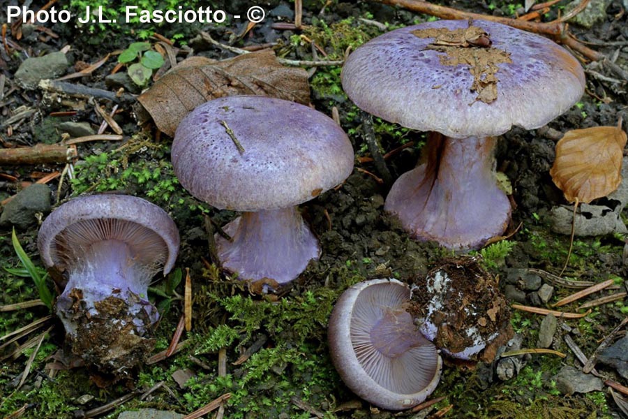 Cortinarius sodagnitus