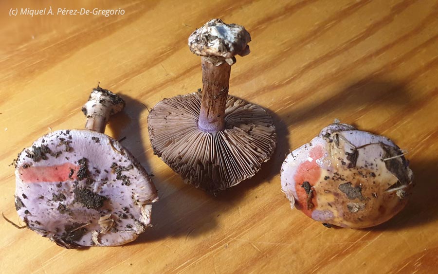 Cortinarius sodagnitus