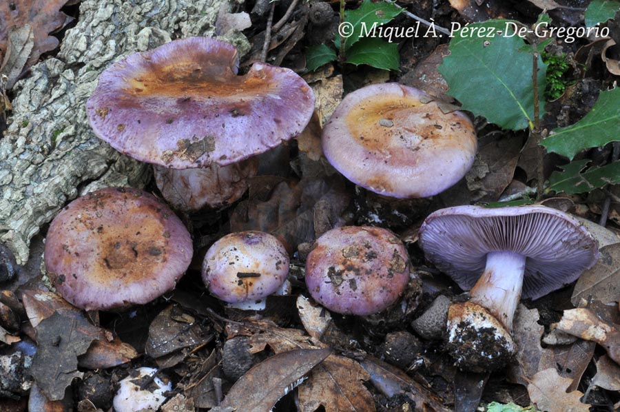 Cortinarius sodagnitus