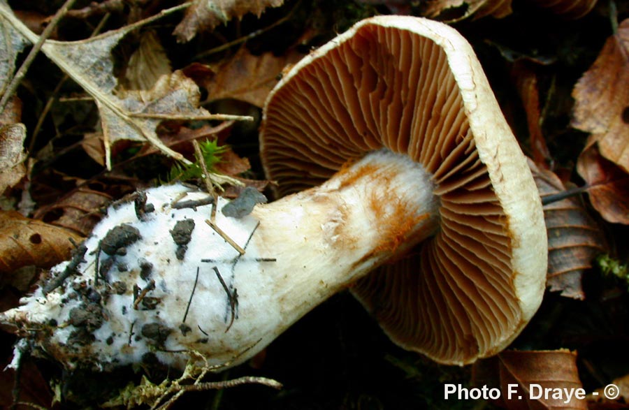 Cortinarius sordescens