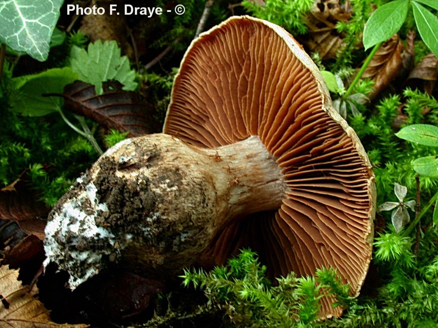 Cortinarius sordescens