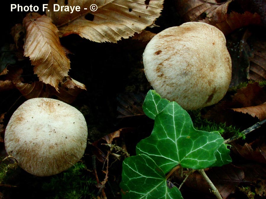 Cortinarius sordescens