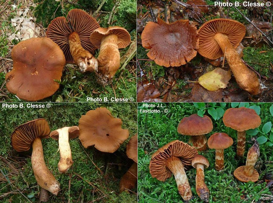 Cortinarius speciosissimus