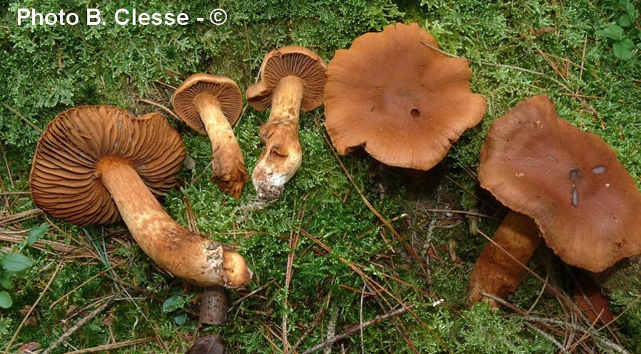 Cortinarius speciosissimus