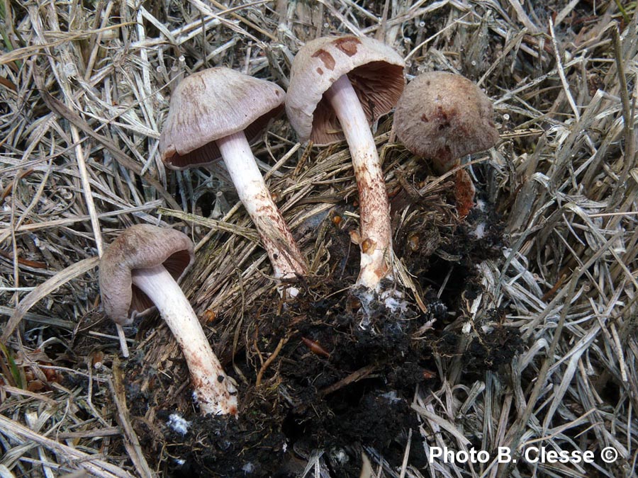 Cortinarius spilomeus