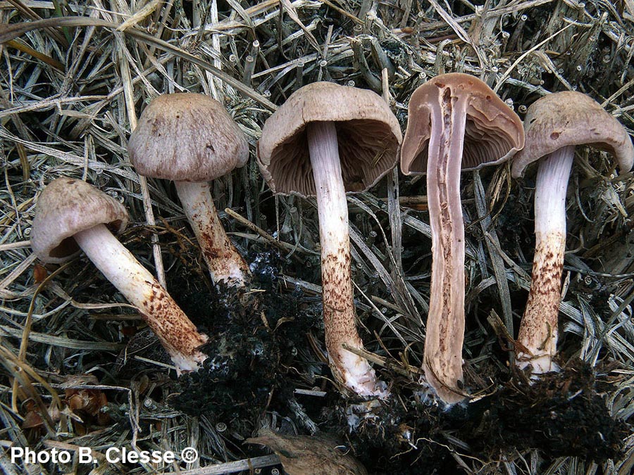 Cortinarius spilomeus