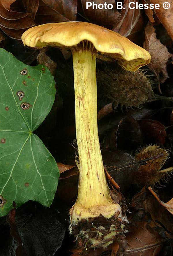 Cortinarius splendens