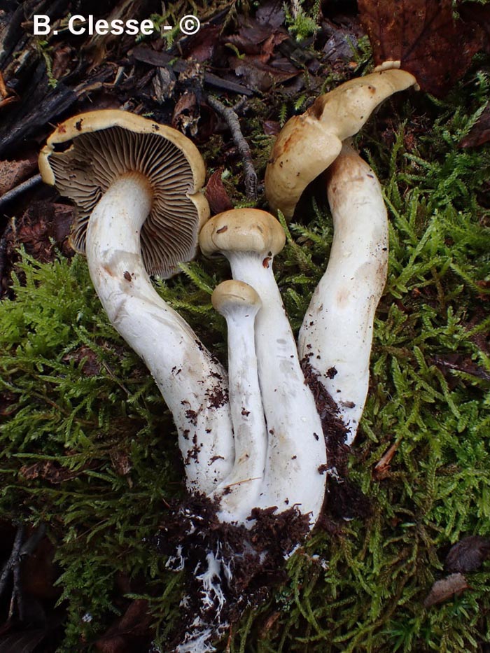 Cortinarius subtortus