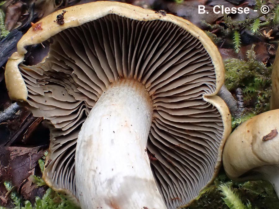 Cortinarius subtortus