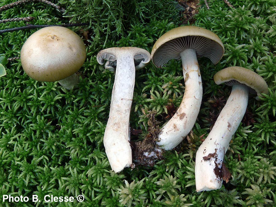 Cortinarius subtortus