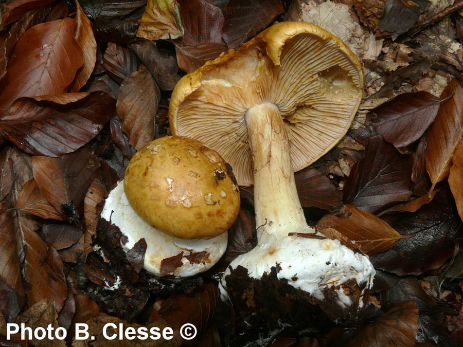 Cortinarius subturbinatus (Cortinarius saporatus)