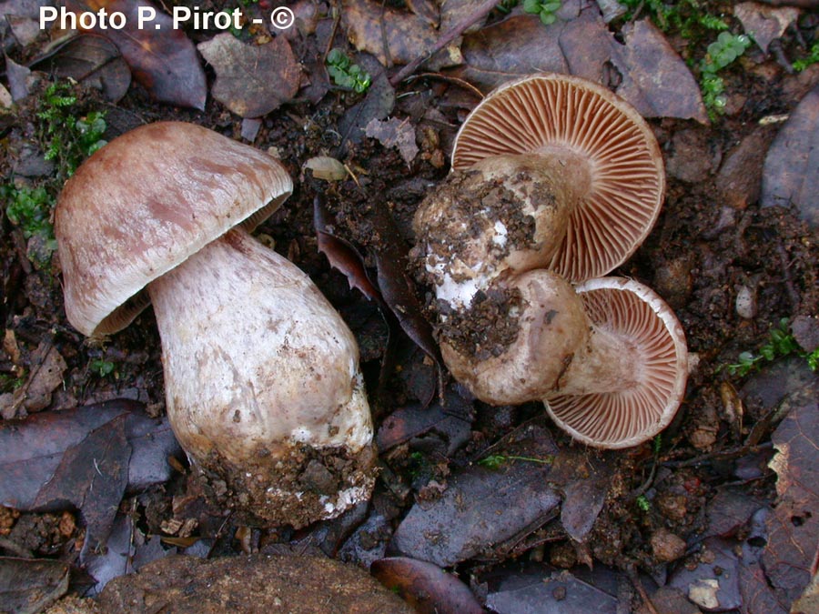 Cortinarius suillus