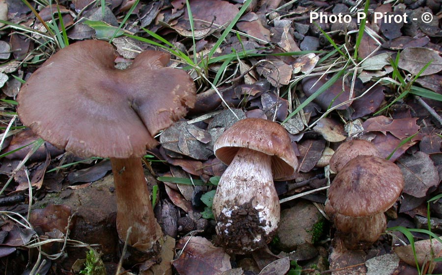 Cortinarius suillus