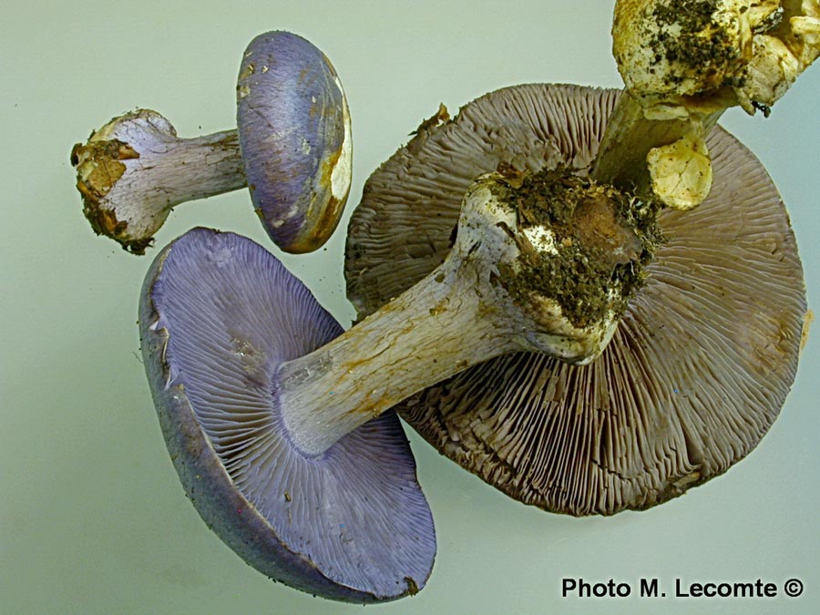 Cortinarius terpsichores