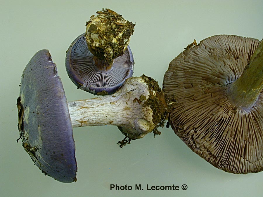 Cortinarius terpsichores