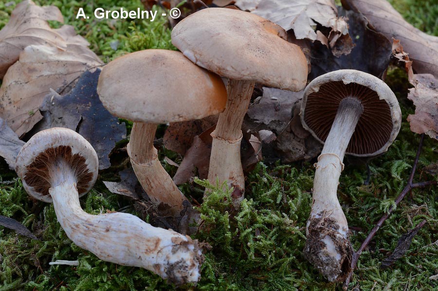 Cortinarius torvus