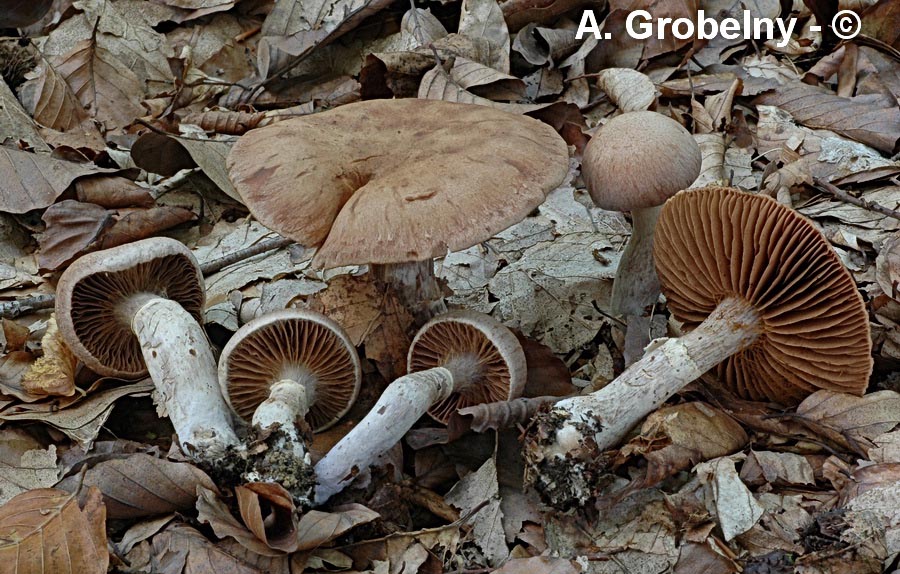 Cortinarius torvus