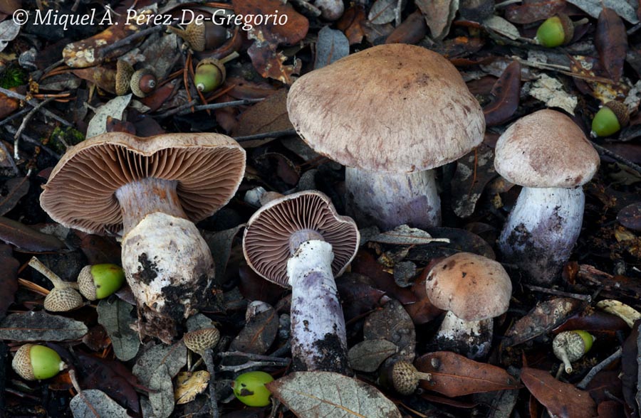 Cortinarius torvus