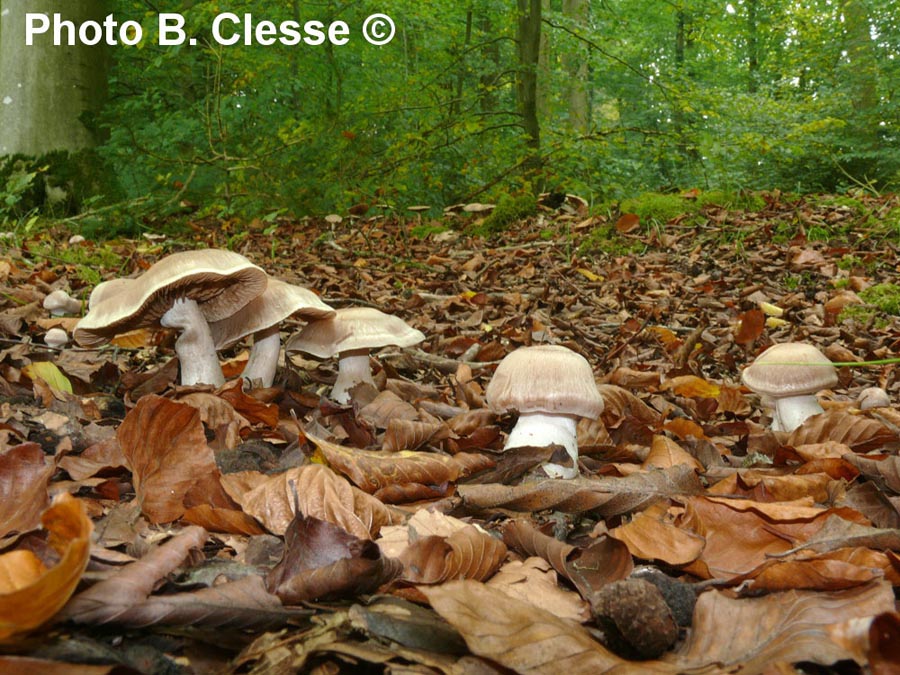 Cortinarius triformis