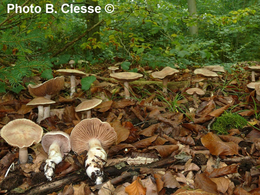 Cortinarius triformis