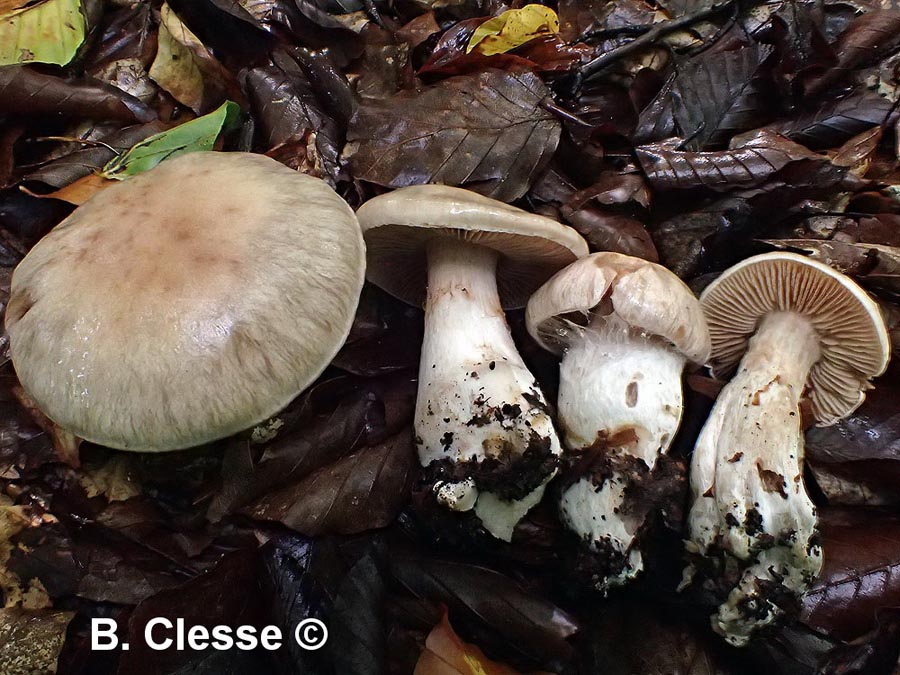 Cortinarius triformis