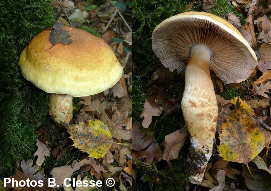 Cortinarius triumphans