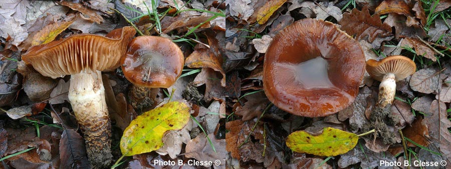 Cortinarius trivialis