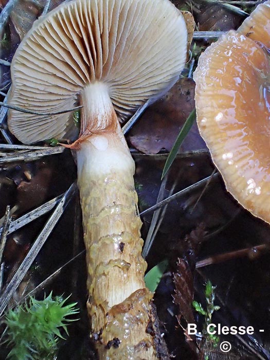 Cortinarius trivialis