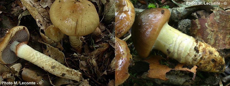 Cortinarius trivialis