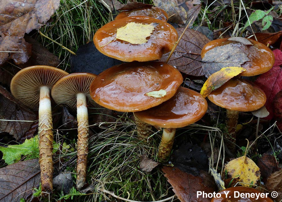 Cortinarius trivialis