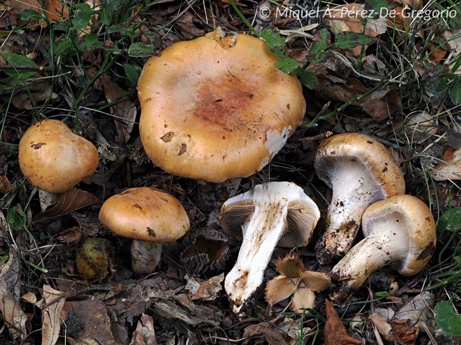 Cortinarius turmalis