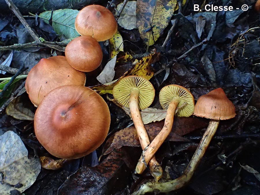 Cortinarius uliginosus (Cortinarius uliginosus var. ruberrimus)